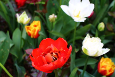 Close-up of red flowering plants in park
