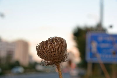 Close-up of wilted flower on field against sky