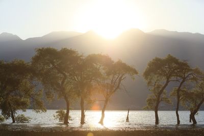 Sun shining through trees