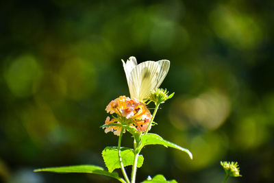 Close-up of flowering plant