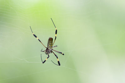 Close-up of spider on web