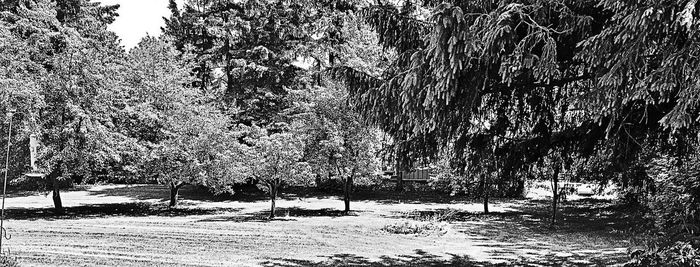 Bare trees in a row