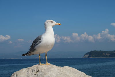 Seagull perching on a sea against sky