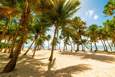 Palm trees on beach against sky