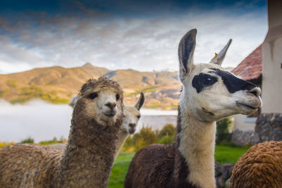 Portrait of sheep on field against sky