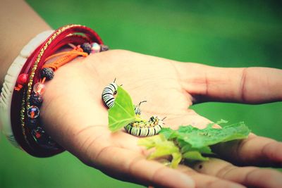 Cropped hand holding caterpillars