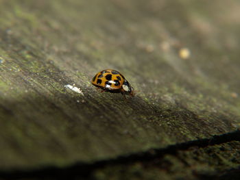 Macro shot of ladybug on leaf