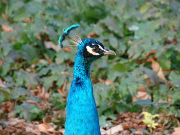 Close-up of peacock