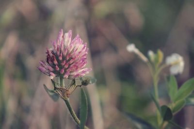 Close-up of pink flowering plant