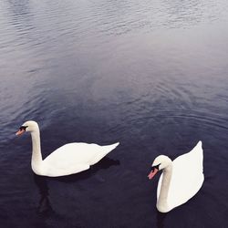 High angle view of swans swimming on lake