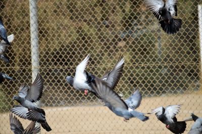 Flock of birds flying