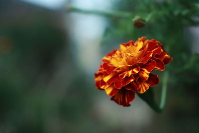 Close-up of orange rose flower