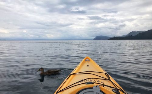 View of birds on sea against cloudy sky