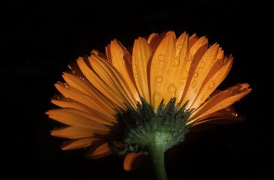 Close-up of water drops on flower against black background