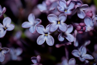 Purple flower blossom close up background syringa vulgaris family oleaceae botanical