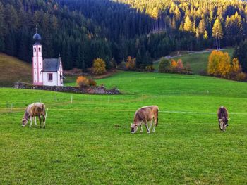 Horses grazing in a field