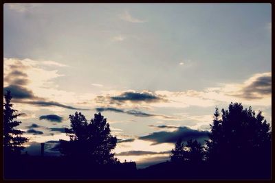 Silhouette of trees at sunset