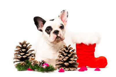 Portrait of a dog against white background