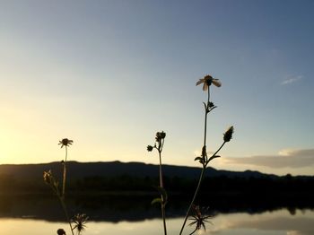 Close-up of wilted flower on field against sky during sunset