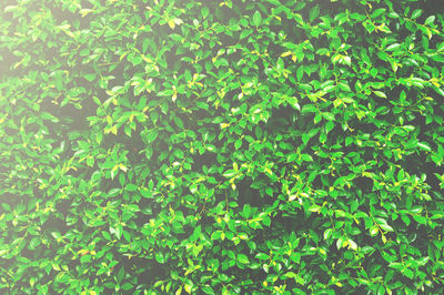 Full frame shot of plants