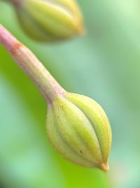 Close-up of green flower bud