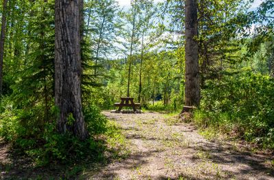 Trees in forest