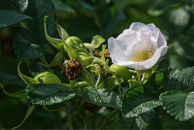 plant