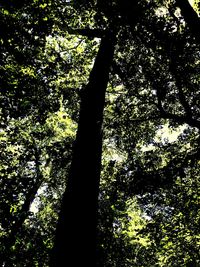 Low angle view of trees