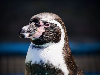 Close-up of a bird