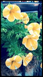 Close-up of yellow flower