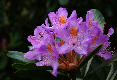 Close-up of pink flowers