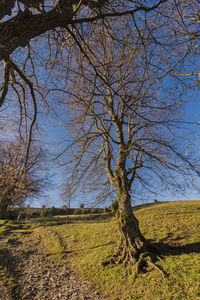 Bare tree on field against sky