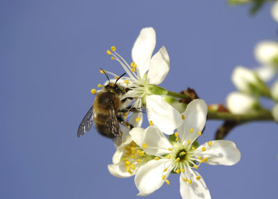 Close-up of bee pollinating mirabelle blossom on twig against blue sky