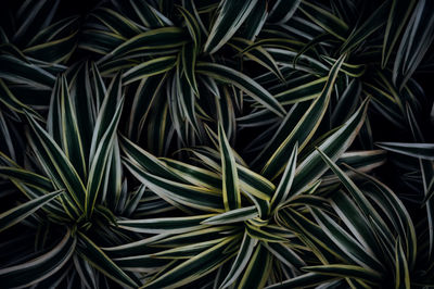 Full frame shot of green leaves