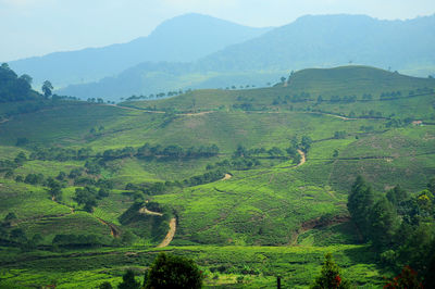 Scenic view of agricultural field against sky