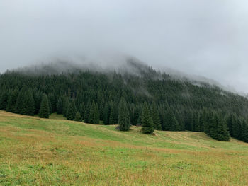 Scenic view of pine trees on field against sky