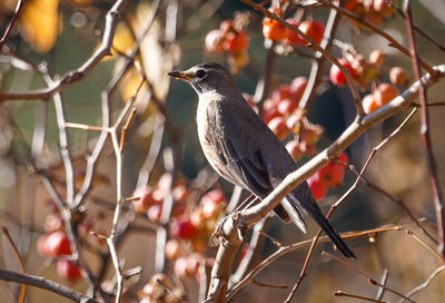 Close-up of bird perching on branch