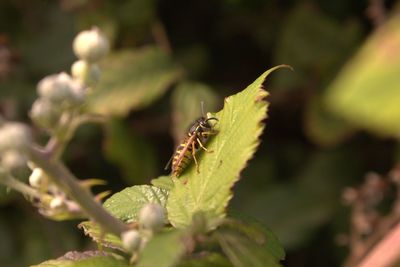 Close-up of insect on plant