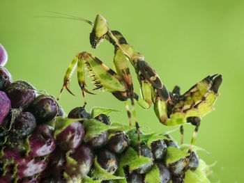 Close-up of insect on plant