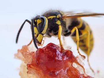 Close-up of bee over white background