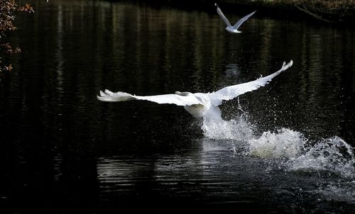 Close-up of swan taking off from lake