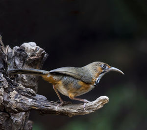 Close-up of bird perching on branch