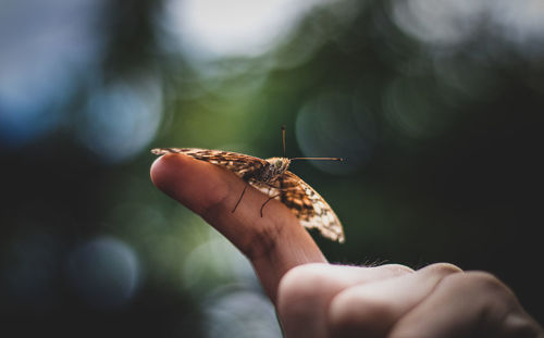 Close-up of hand holding butterfly