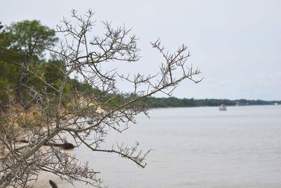 Bare tree by sea against clear sky