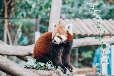 red panda