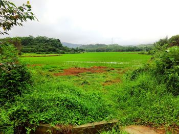 Scenic view of agricultural field against sky
