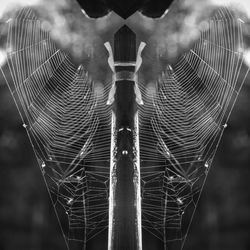 Close-up of hand holding spider web