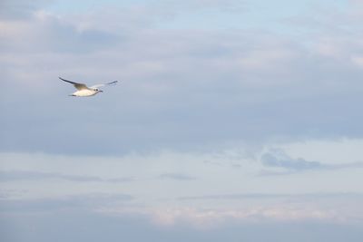 Low angle view of seagull flying in sky