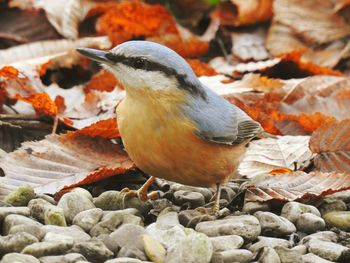 Close-up of bird perching on autumn leaves