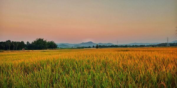 Scenic view of field against sky during sunset